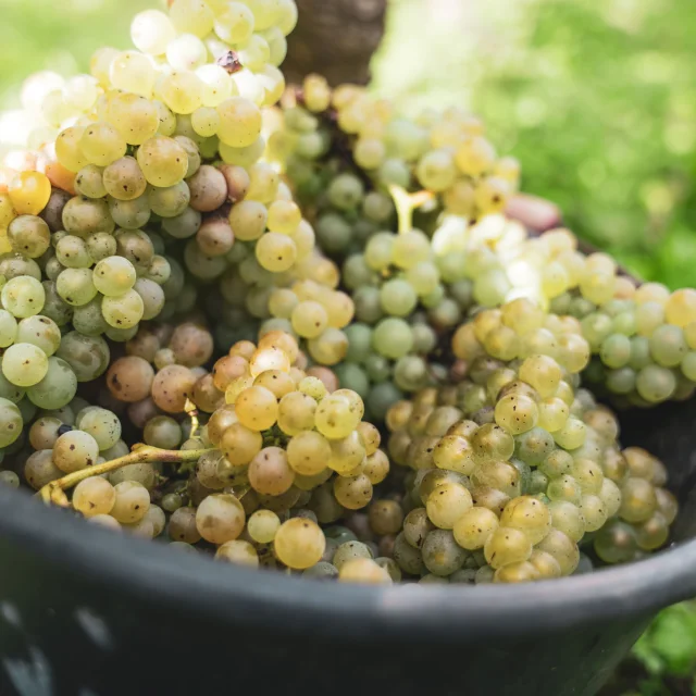 Domaine Richel-04036.jpg