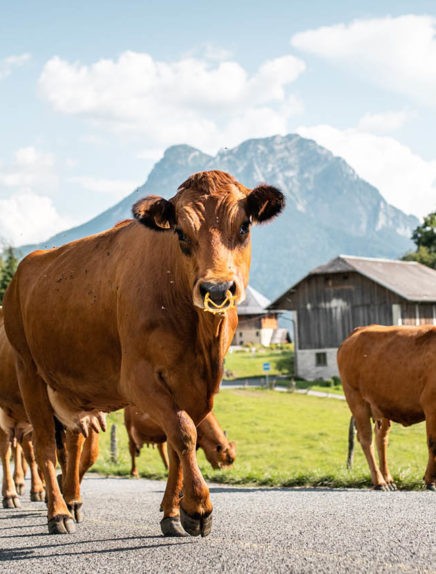 Kennismakingen op de boerderij