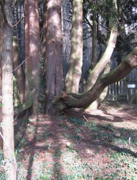 Arboreto e frutteto conservativo del castello di Chaffardon