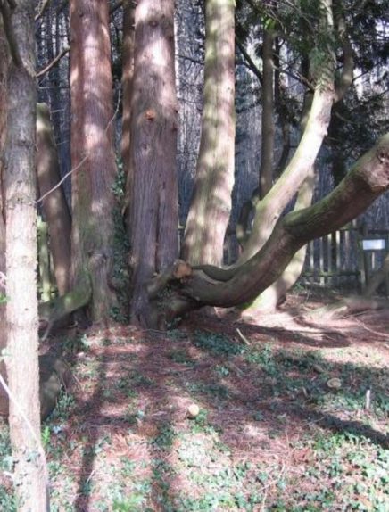 Arboretum et verger conservatoire du château de Chaffardon