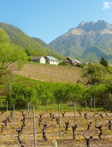 Promenade confort : Coteaux viticoles