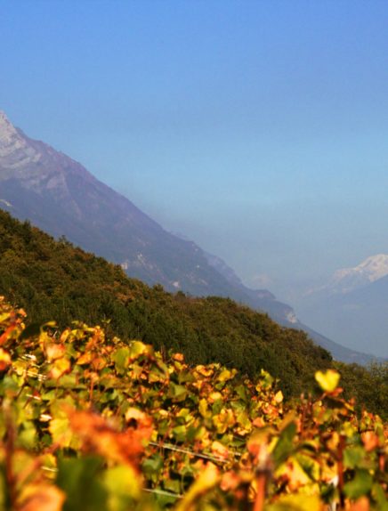 Le Chemin des Vignes