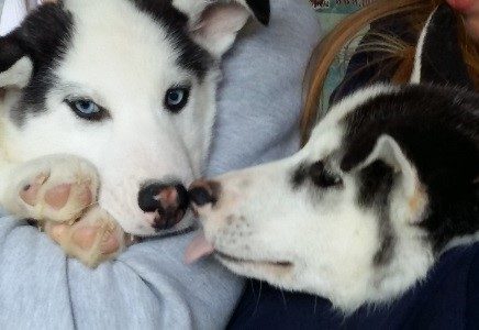Mini-stage: giovani musher