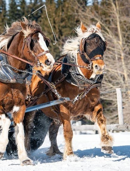 Horse riding, dog sledding and animals