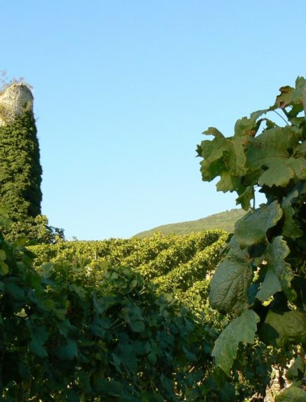 Culture et viticulture en Savoie (2 jours, 1 nuit)