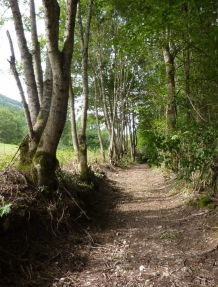Sentier de découvertes "Si j'étais un Arbre"