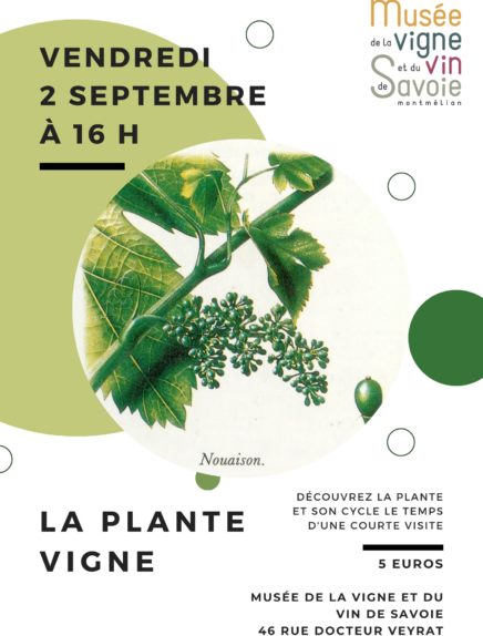visite thématique: la plante vigne au musée de la vigne et du vin