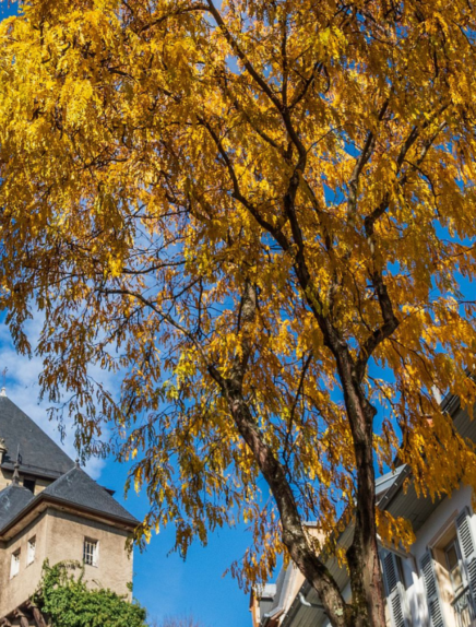 Notre top 10 de l'automne à Chambéry Montagnes