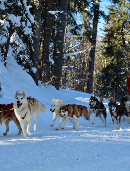 Aillons-Margeriaz sled dogs farm