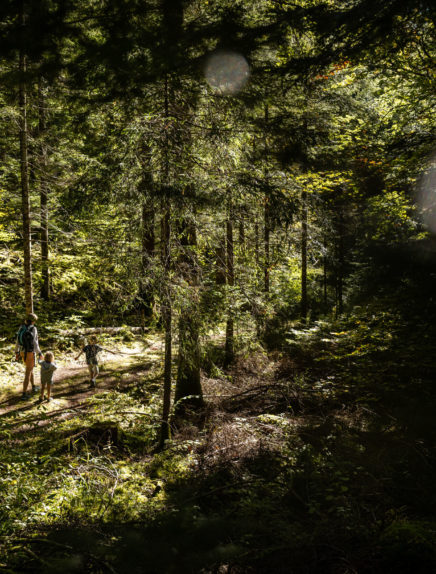 L'appel de la forêt !