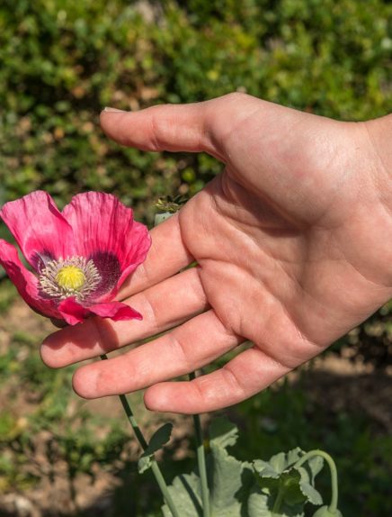 Visite enfant : La plante mystère - Rendez-vous aux jardins
