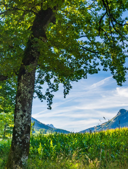 Ce printemps, offrez-vous un séjour détox et forêt