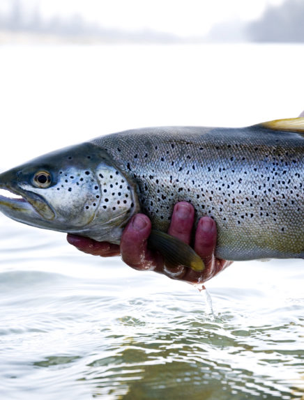 Parcours pêche « 1 poisson » sur la Leysse dans Chambéry