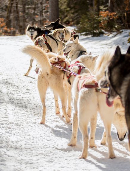 Sur la trace des animaux en hiver dans les Bauges