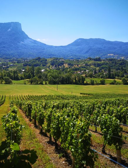 Apéro'vignes au Domaine des Granges Longes