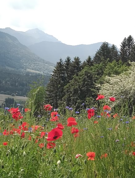 Cycle : Se soigner avec les plantes
