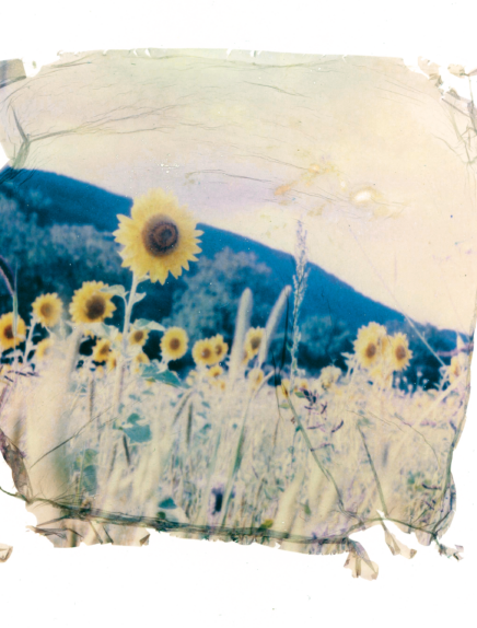 Atelier Pola'quarelle - le polaroid façon aquarelle