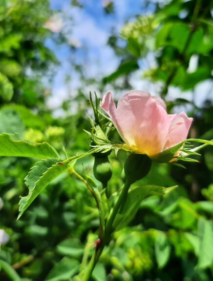 Balade découverte : Les plantes sauvages médicinales