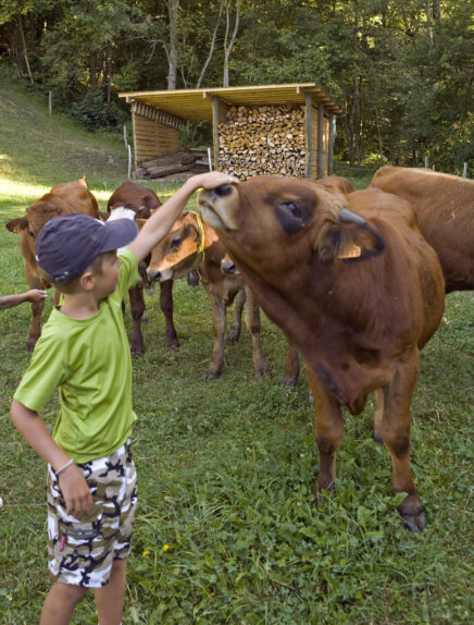 Découverte de la traite des vaches et des chèvres